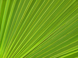 Image showing Tropical plant leaf closeup