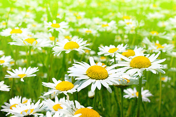 Image showing Beautiful chamomile flowers