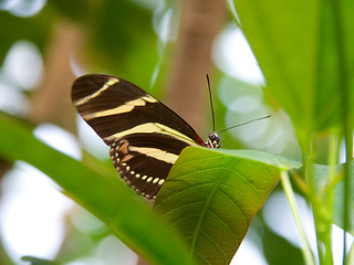 Image showing Black and yellow striped butterfly peeks over leaf