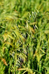 Image showing grass in bright sunlight