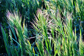 Image showing grass in bright sunlight