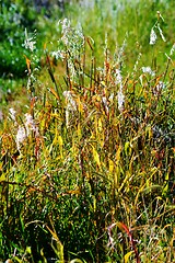 Image showing grass in bright sunlight