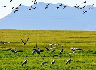 Image showing Blue Crane