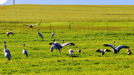 Image showing Blue Crane