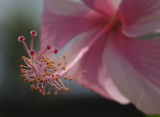 Image showing Detail of pink hibiscus