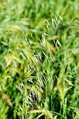 Image showing grass in bright sunlight