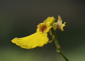 Image showing Small yellow orchid