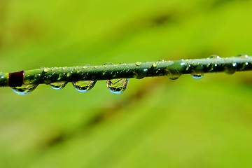 Image showing Raindrops on bamboo grass