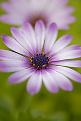 Image showing African Daisy Flower