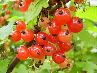 Image showing Currant