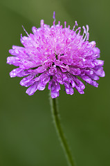 Image showing labiate aquatica scabioso