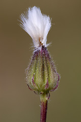 Image showing little flower in the deep brown 