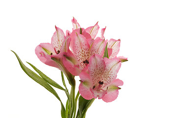 Image showing Beautiful Alstroemeria