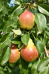 Image showing Ripe pear fruit on a tree branch