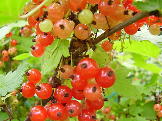 Image showing Currant