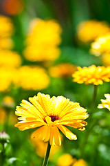 Image showing yellow gerber flower with water drops 