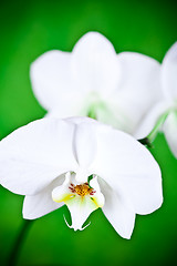 Image showing branch of white orchid 