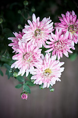 Image showing pink flowers of chrysanthemum