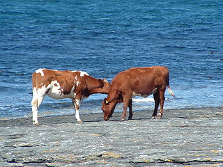 Image showing Cows by the sea