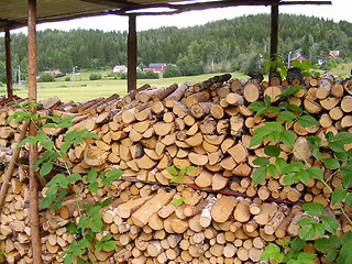 Image showing Firewood