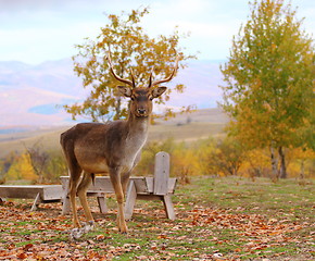 Image showing deer buck in an enclousure