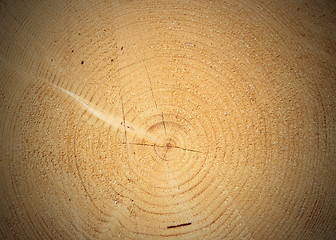 Image showing heart of a cut tree