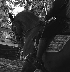 Image showing Horse rider in action