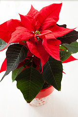 Image showing Christmas star poinsettia