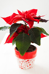 Image showing Christmas star poinsettia