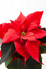 Image showing Christmas star poinsettia