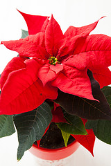 Image showing Christmas star poinsettia