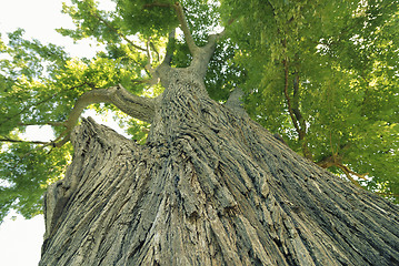 Image showing giant elm tree