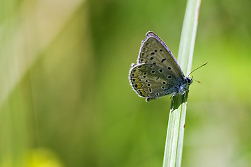 Image showing butterfly in the bush