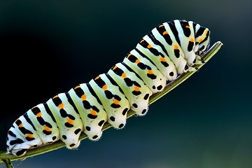 Image showing caterpillar of a Papilio Macaone on green branch