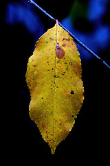 Image showing  blue in autumn