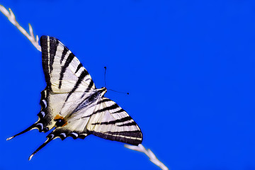 Image showing butterfly papilo macaone
