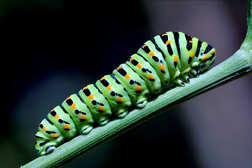 Image showing caterpillar  on green branch