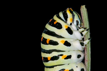 Image showing head of caterpillar 