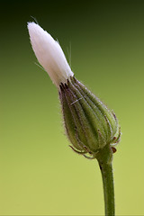 Image showing white flower in the green and black