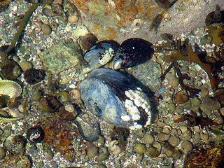 Image showing mussel