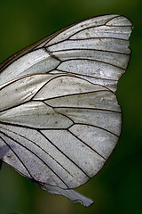 Image showing white wing of a  butterfly and his line