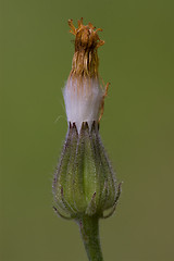 Image showing  little flowering