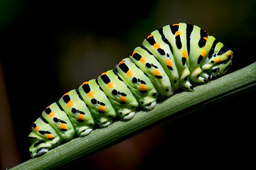 Image showing Papilio Macaone on green branch