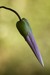 Image showing pink flower campanula 