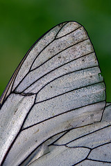 Image showing white wing  and his line