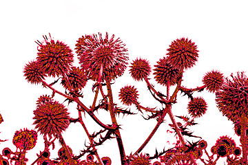 Image showing Toned in reddish thistle flowers over white