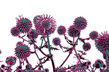 Image showing Toned spherical thistle flowers over white