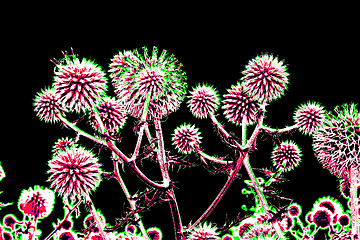 Image showing Brightly toned thistle flowers over black