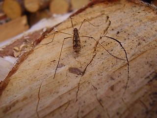 Image showing Insect sitting on the firewood