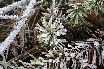 Image showing Winterdecorations